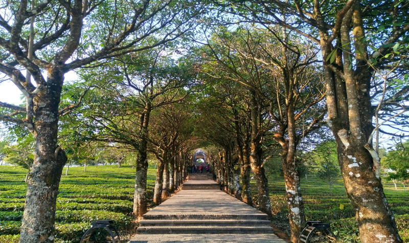 1566268487804659.jpg 中華普洱茶博覽苑3.jpg