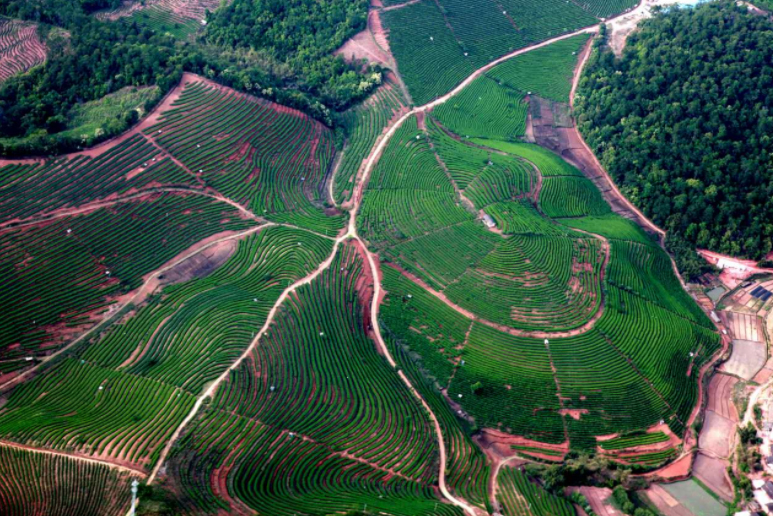 1566270656406556.jpg 普洱品牌 天下共享.jpg