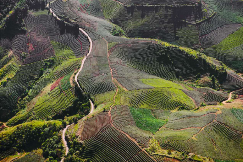 1566270698978668.jpg 普洱品牌 天下共享3.jpg