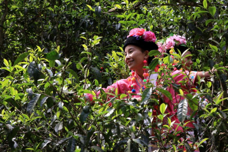 1566270719849347.jpg 普洱品牌 天下共享4.jpg