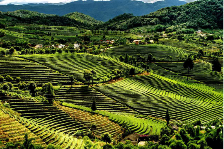 1566270741208205.jpg 普洱品牌 天下共享5.jpg