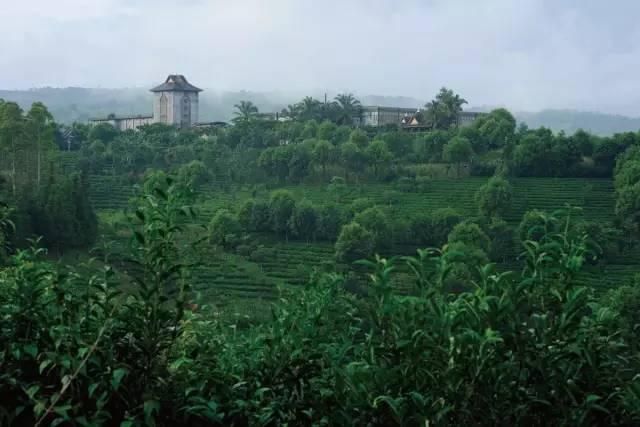 1566374906463357.jpg 普洱景邁柏聯(lián)普洱茶莊園有限公司.jpg