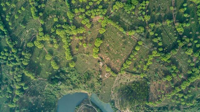 1566374967645760.jpg 普洱景邁柏聯(lián)普洱茶莊園有限公司9.jpg