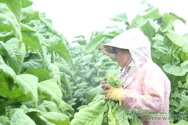 1566377997287549.jpg 煙草1.jpg