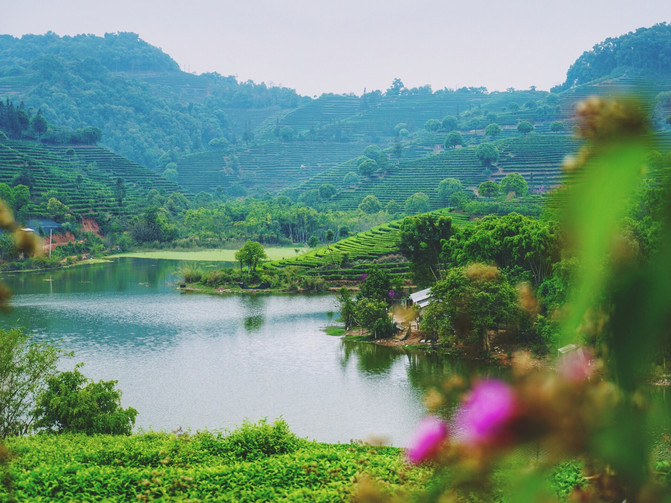 1566891668194477.jpg 【銀生茶莊園】.jpg