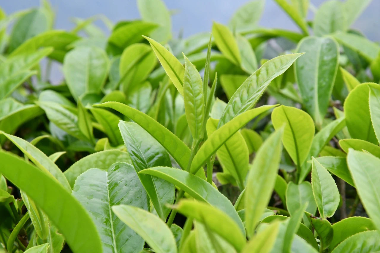 1585706937906555.jpg 52601b32465cffd0d7a2caea9f68afb.jpg