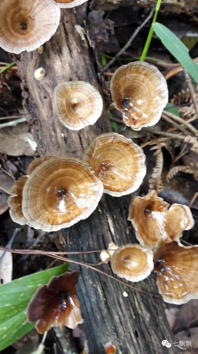 1617260785952698.jpg z5.jpg