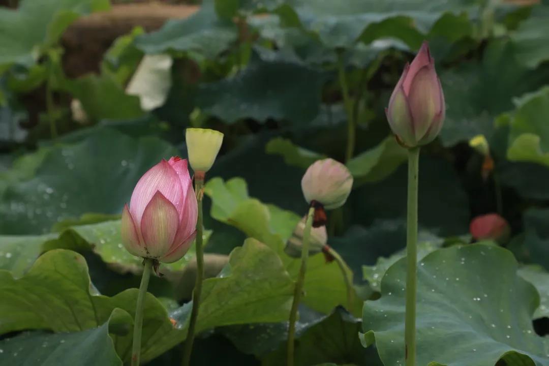 1626850168315044.jpg 微信圖片_20210721144639.jpg