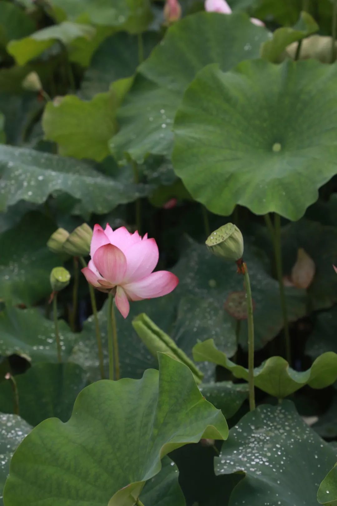 1626850232742524.jpg 微信圖片_20210721144658.jpg