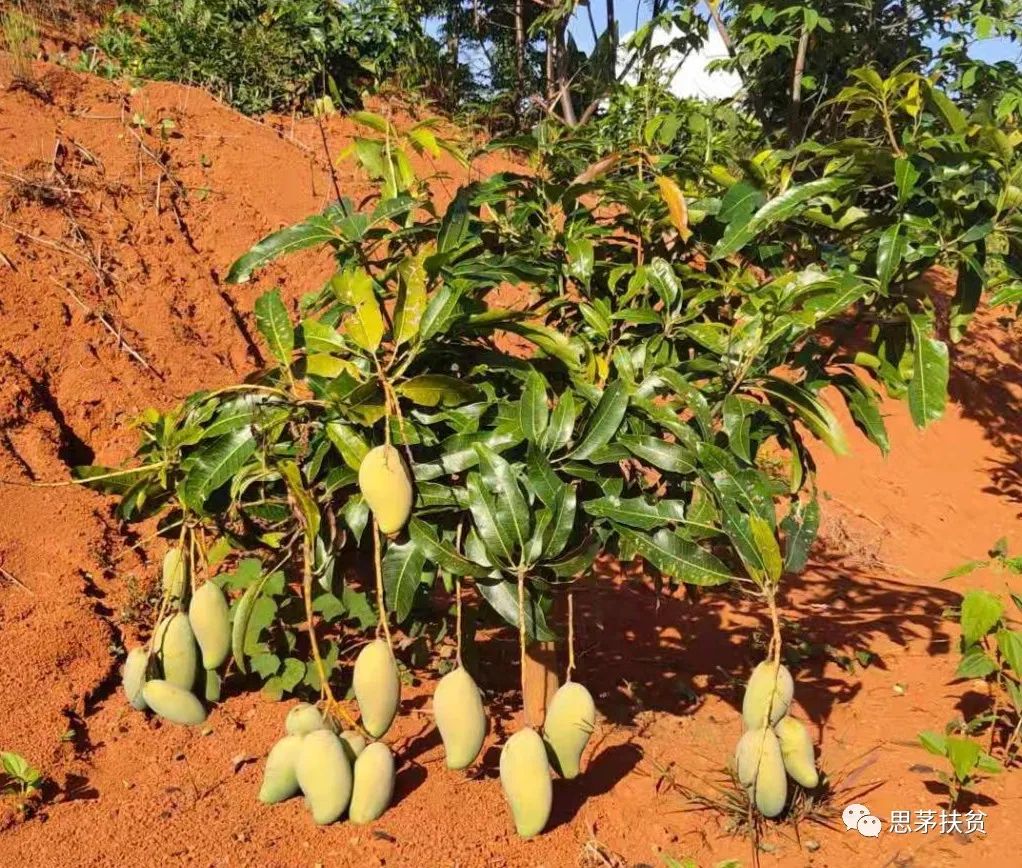 1638155100889519.jpg 微信圖片_20211126112206.jpg