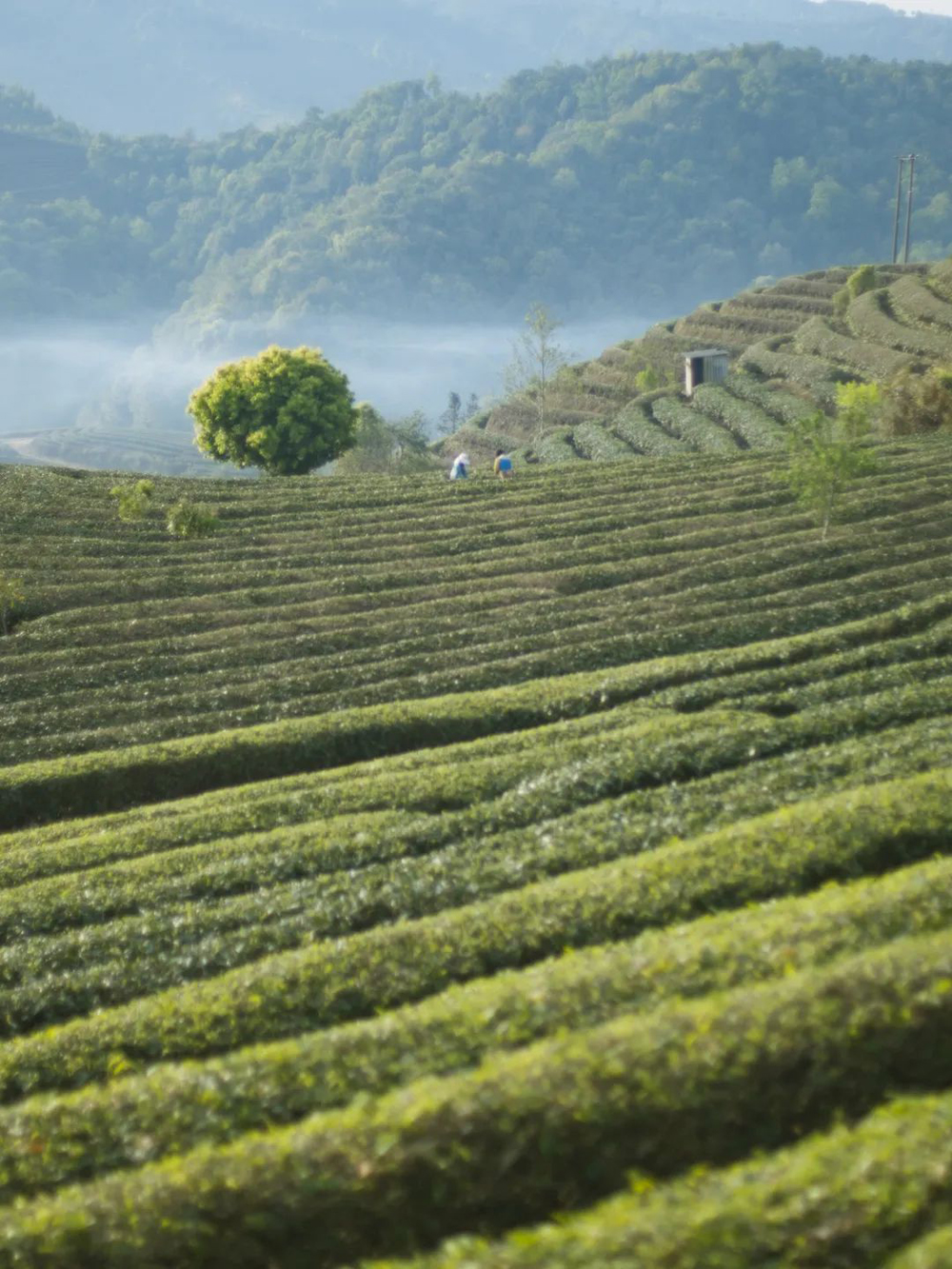 1650013783977089.png 06.png